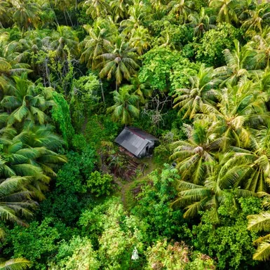 Dense palm forest on a low-lying Maldivian island – nature just 2.5 meters above sea level