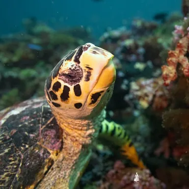 Sea turtle among coral reefs – showcasing the rich Maldivian underwater biodiversity
