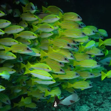 School of tropical fish representing over 1000 marine species around the Maldives