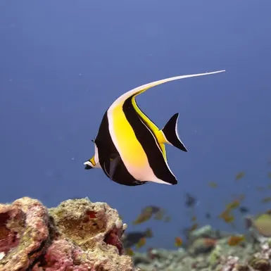 Exotic fish in crystal-clear waters – perfect for diving experiences in the Maldives