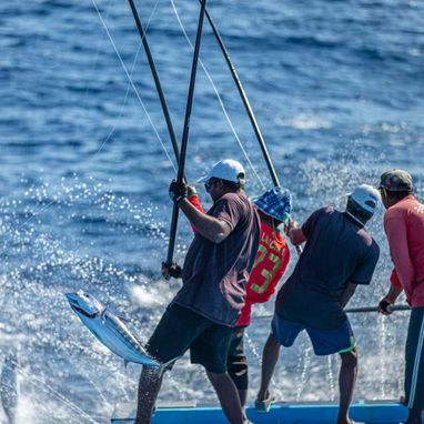 Maldivian fishermen catching tuna using pole-and-line method