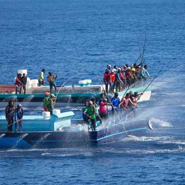 Maldivian fishermen tuna fishing – MSC certified sustainable practices
